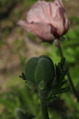 Papaver setiferum