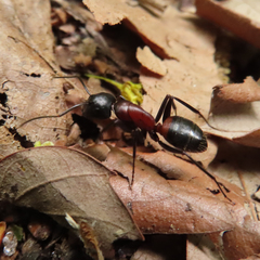 Camponotus obscuripes