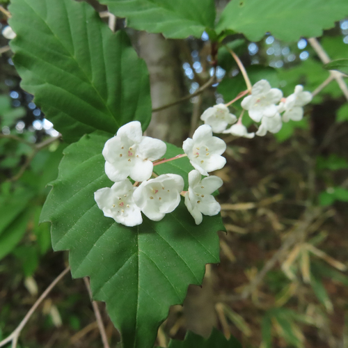Viburnum phlebotrichum, photograph 6