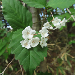Viburnum phlebotrichum