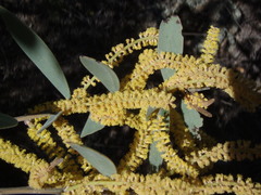 Acacia pubifolia