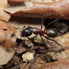 Camponotus obscuripes
