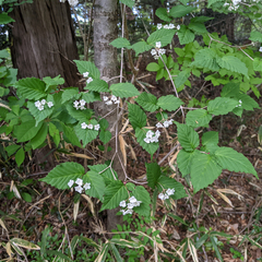 Viburnum phlebotrichum