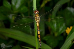 Potamarcha congener