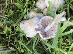 Psathyrella spadiceogrisea