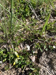Polygaloides chamaebuxus
