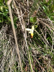 Polygaloides chamaebuxus