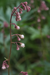 Heuchera pulchella