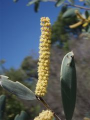 Acacia pubifolia