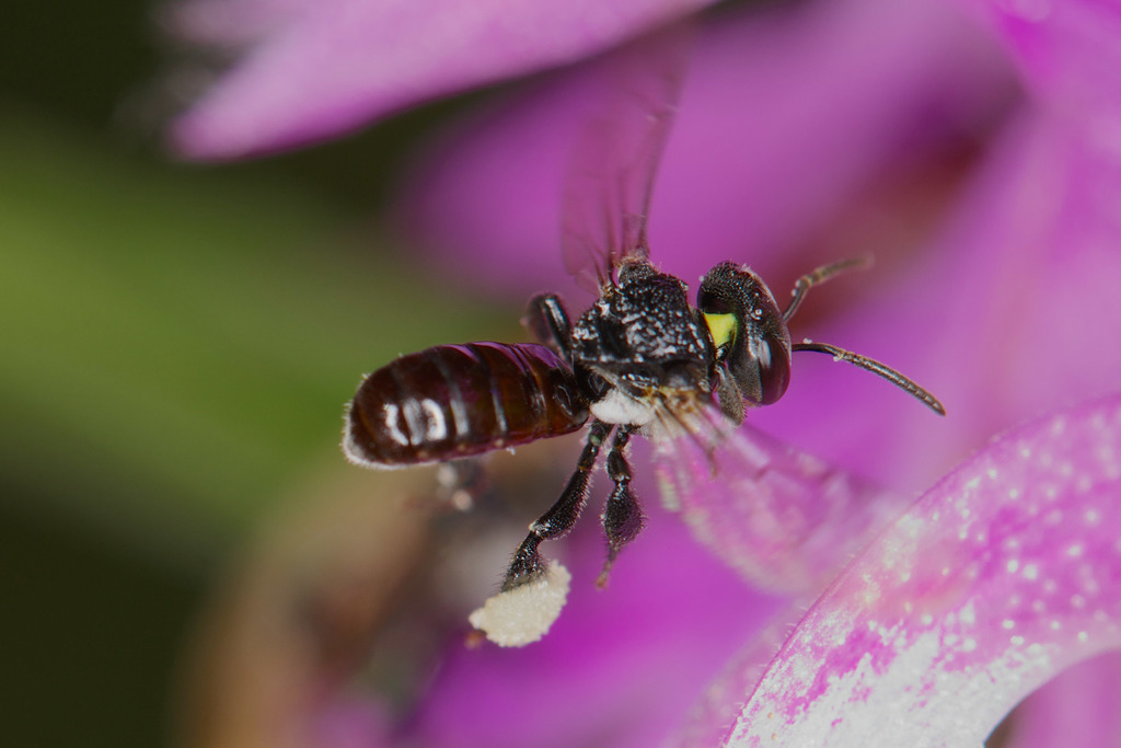 Charcoal Stingless Bee (bees of se qld) · iNaturalist