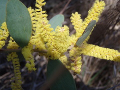 Acacia pubifolia