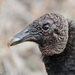 New World Vultures - Photo (c) Greg Lasley, some rights reserved (CC BY-NC)
