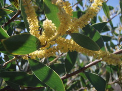 Acacia pubifolia