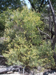 Acacia pubifolia