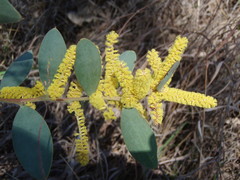 Acacia pubifolia