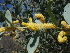 Acacia pubifolia