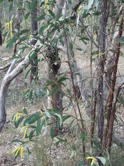 Acacia pubifolia