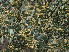 Acacia pubifolia