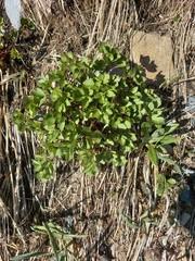 Ligusticum scothicum