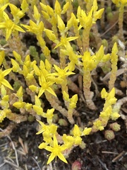 Sedum acre