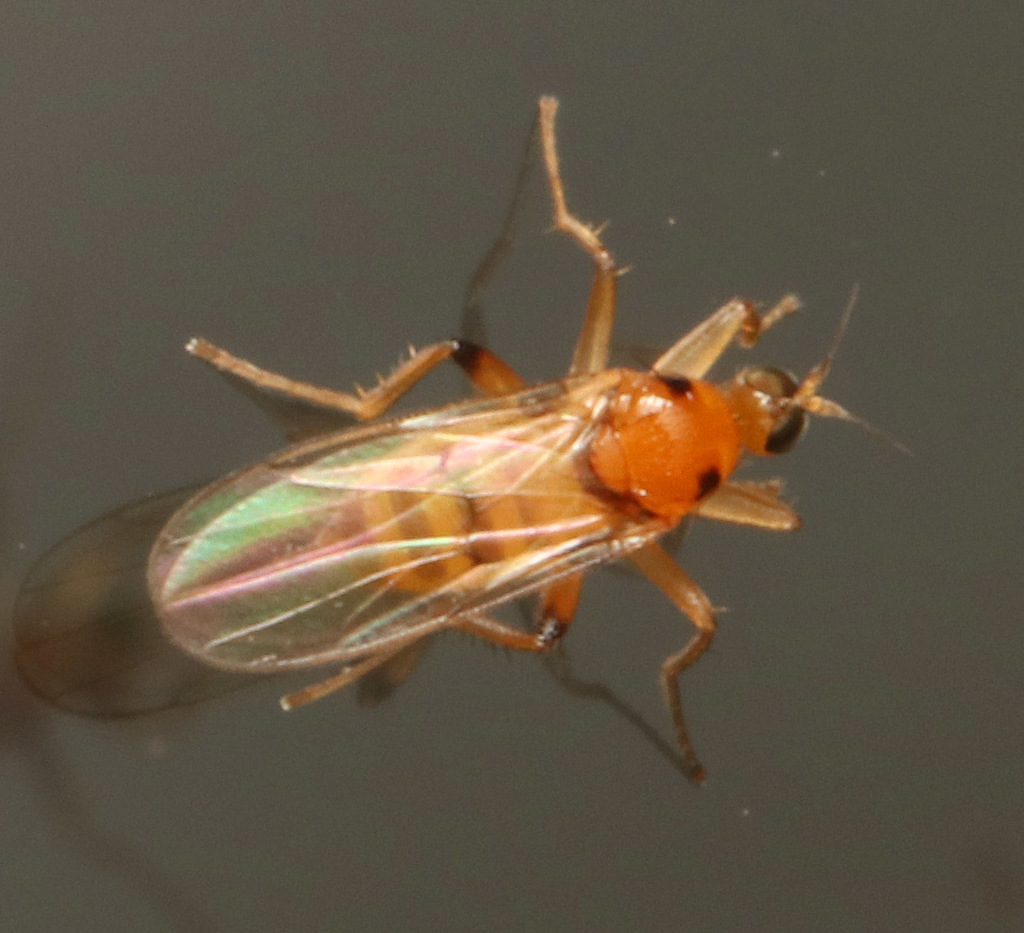 Tachydromiinae in May 2021 by juliegraham173 · iNaturalist