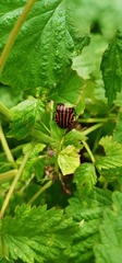 Graphosoma