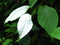 Actinidia polygama