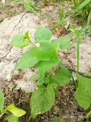 Fallopia convolvulus
