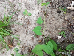 Fallopia convolvulus