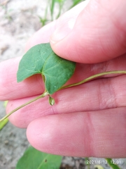 Fallopia convolvulus