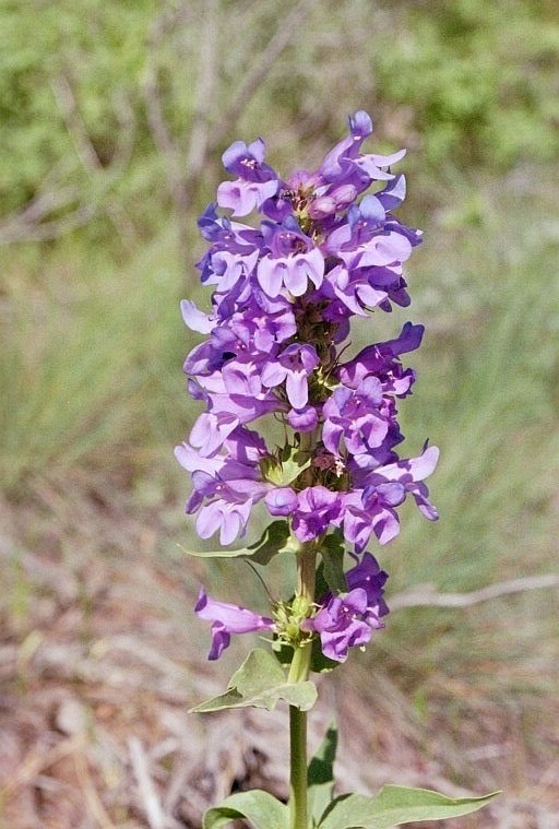 Penstemon payettensis