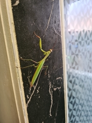 Mantis religiosa