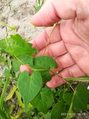 Fallopia convolvulus