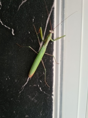 Mantis religiosa