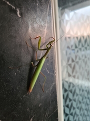 Mantis religiosa