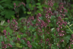 Heuchera pulchella