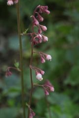 Heuchera pulchella