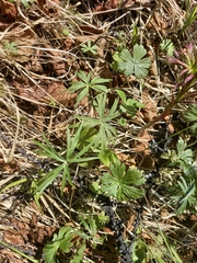 Aconitum delphiniifolium