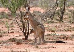 Macropus