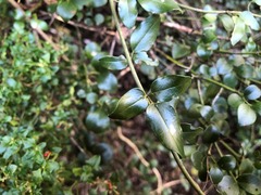 Jasminum didymum racemosum