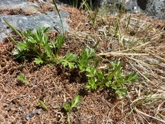 Artemisia arctica