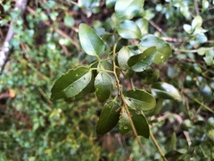 Jasminum didymum racemosum