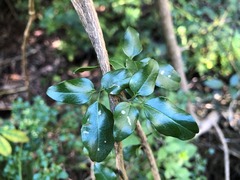 Jasminum didymum racemosum