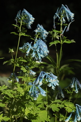 Corydalis elata