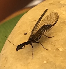 Raphidiinae