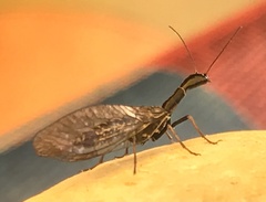 Raphidiinae
