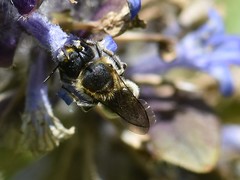 Osmia caerulescens