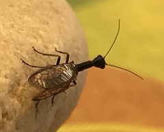 Raphidiinae