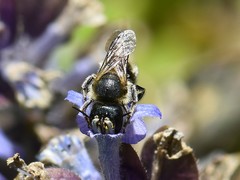 Osmia caerulescens