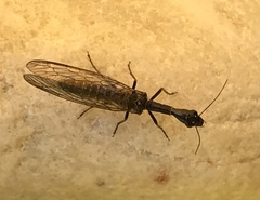 Raphidiinae